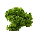 Thumbnail 2 of ผักสลัดฟริลเล่ซ์ ไฮโดรโปนิกส์ แพ็ค 500 ก.