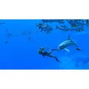 Thumbnail 3 of NINTENDO SWITCH Endless Ocean Luminous