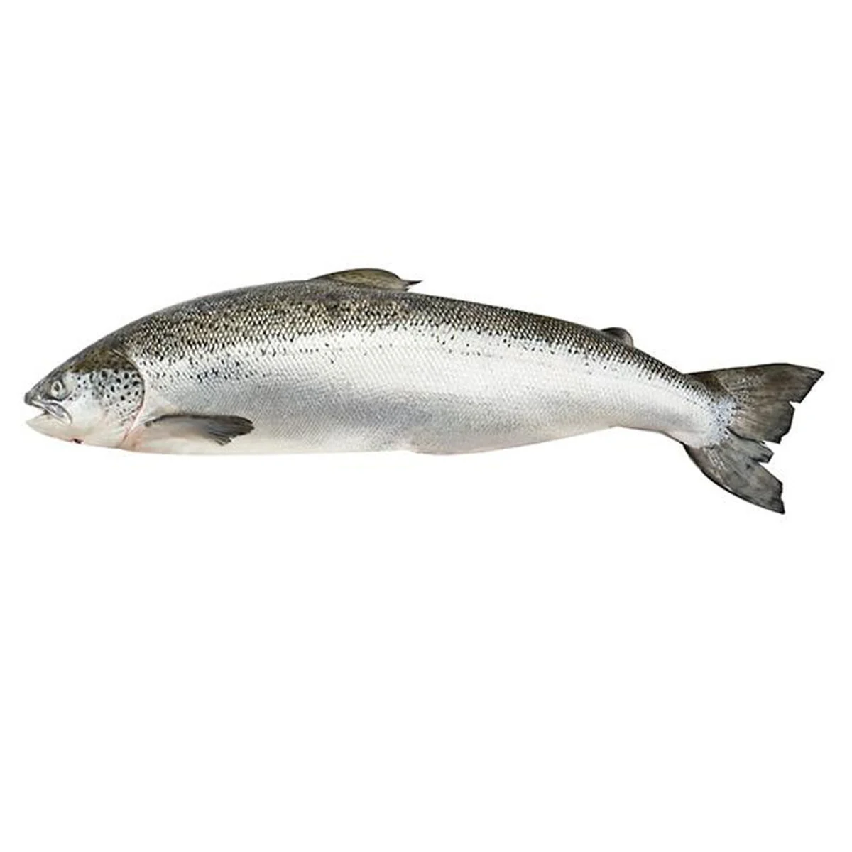 Fresh Norwegian Salmon 1 pc (4-5 kg/pc)