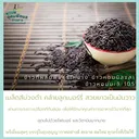 Thumbnail 3 of ช้างสยาม ข้าวไรซ์เบอรี่แท้100% คัดพิเศษ สีสดจากท้องนา มีจมูกข้าว ไร้สารเคมี ขนาด 1 กก.