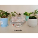 Thumbnail 3 of แก้วใสทรงกลม โถแก้ว โหลแก้วทรงกลม CGM