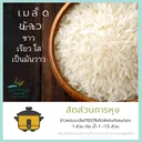 Thumbnail 3 of กิเลนทอง ข้าวหอมมะลิแท้100% เกรดส่งออก หอมกรุ่น นุ่มนวล ได้ปริมาณ ขนาด 15 กก.