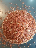 Thumbnail 5 of ข้าวอินทรีย์ ตราข้าวคุณนาย กล้องแดง 1 KG. 1 ชิ้น