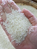 Thumbnail 2 of ห่านฟ้า ข้าวหอมมะลิสุรินทร์แท้ (ข้าวที่ 3 มะลิ-ชนิดเมล็ดหัก 60%-หักมะลิ) ขนาด 48 กก.