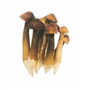 Thumbnail 1 of เห็ดโคนนำเข้า 150 ก.