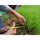 Thumbnail 3 of ชาใบข้าว หอมมะลิ ออร์แกนิค บรรจุซองฟอยด์ 100 กรัม Organic Rice Leaf Tea