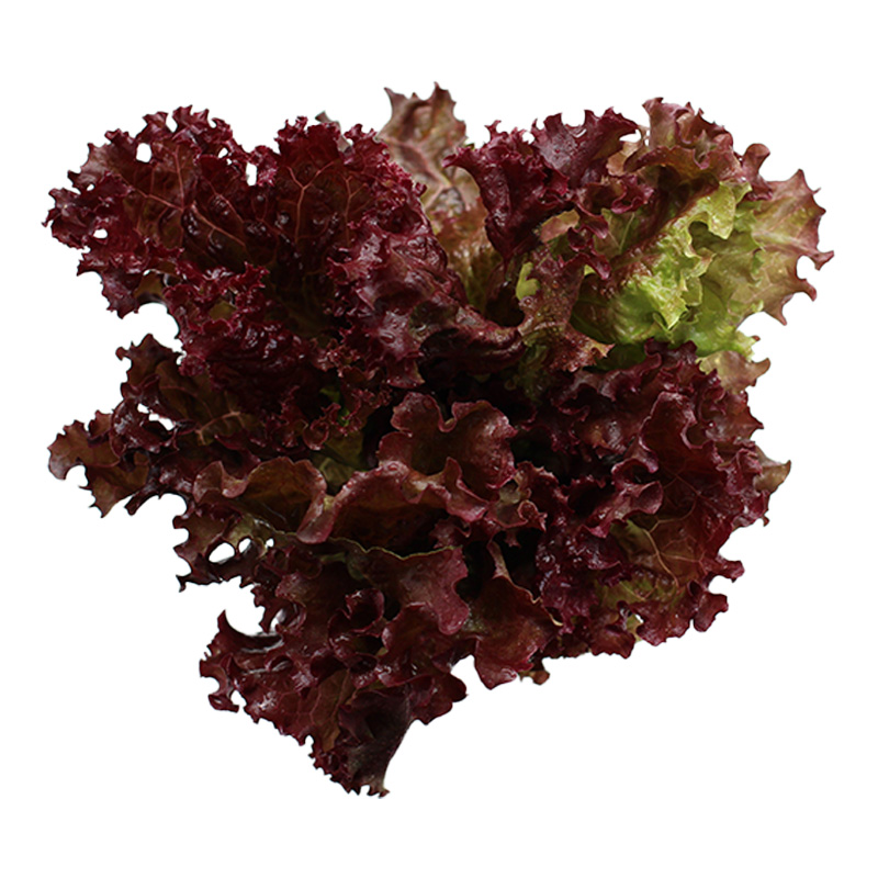 Lettuce Red Oak 300 g