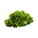 Thumbnail 2 of ผักสลัดบัตเตอร์เฮด ไฮโดรโปนิกส์ แพ็ค 500 ก.