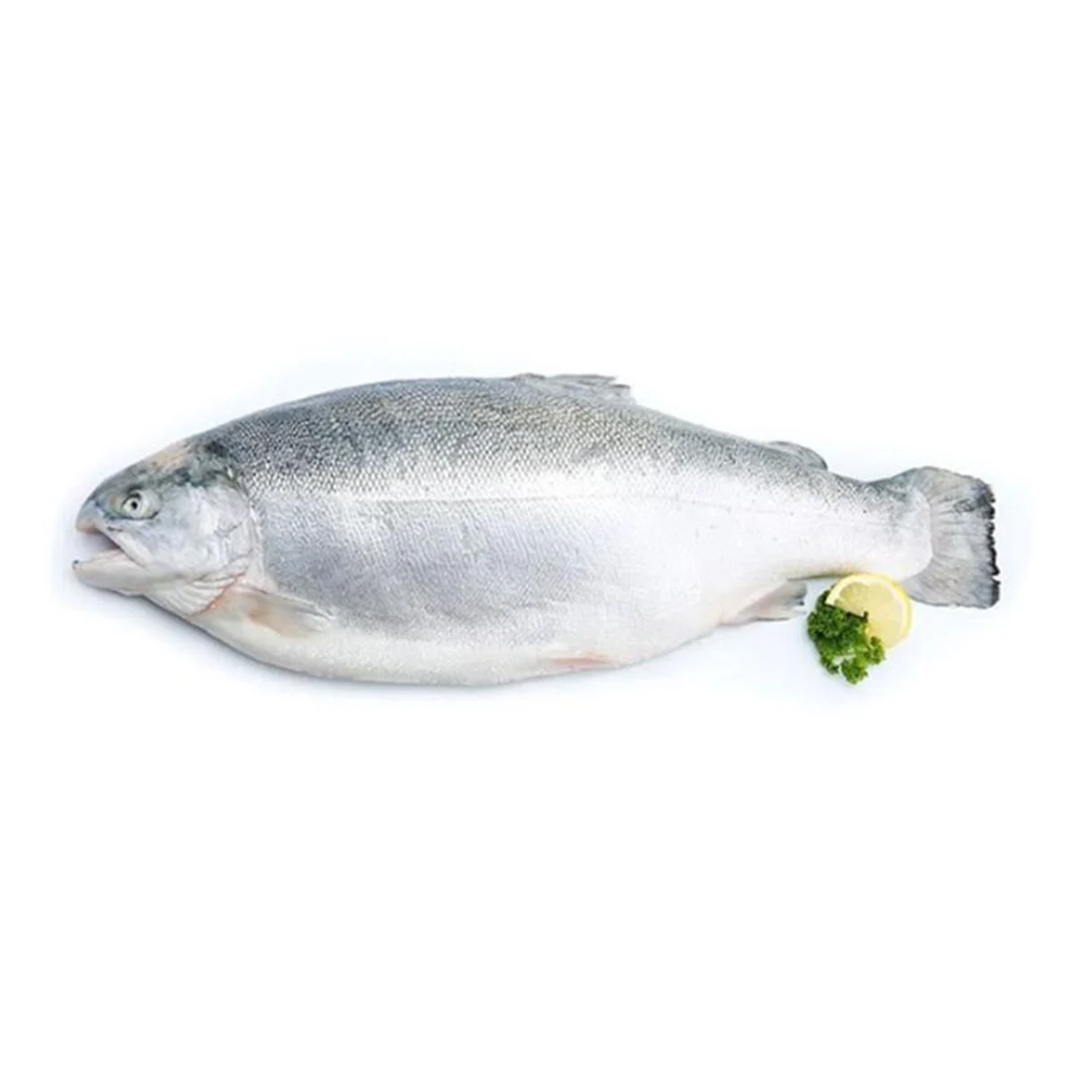 Fresh Fjord Trout 1 pc (approx 5-6 kg/pc)