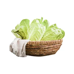 Thumbnail 1 of ROYAL PROJECT Baby Cos Lettuce