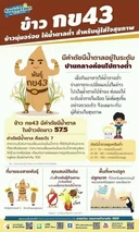 Thumbnail 4 of ข้าว SET B 1 KG. 15 ก้อน คละชนิดข้าวได้