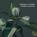 Thumbnail 3 of คอมมอนกราวด์ เจลล้างมือ สูตรธรรมชาติ กลิ่นโบทานิคอล 250 มล. x12 ขวด