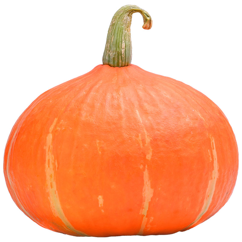 ROYAL PROJECT Orange Japanese Pumpkin