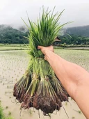 Thumbnail 5 of ข้าวอินทรีย์ ตราข้าวคุณนาย หอมญี่ปุ่น SET B