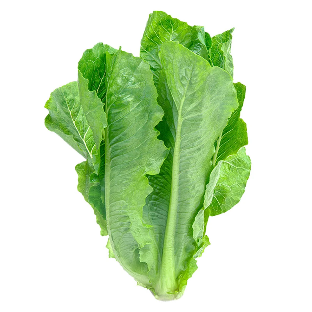 ผักสลัดคอส แพ็คละ 300 ก.