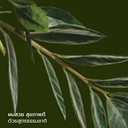 Thumbnail 3 of คอมมอนกราวด์ แชมพู สูตรธรรมชาติ ฟื้นฟูและปรับสมดุล กลิ่นโบทานิคอล 250 มล. x12 ขวด