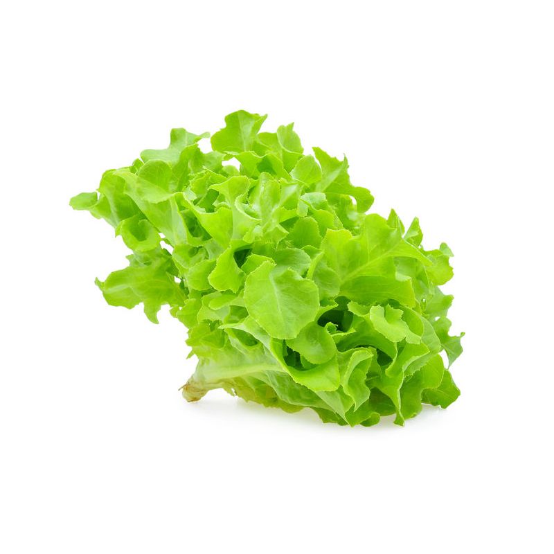 Green Oak Lettuce Organic 300 g Makro PRO