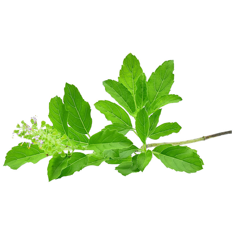 Sweet Basil Leaff Pack 1 kg