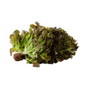 Thumbnail 2 of ผักสลัดเรดโอ๊ค ไฮโดรโปนิกส์ แพ็ค 500 ก.