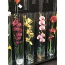 Thumbnail 3 of แก้วทรงกรวย แก้วสูง 80cm. แจกันแก้วทรงสูง แจกันแก้วตั้งพื้น