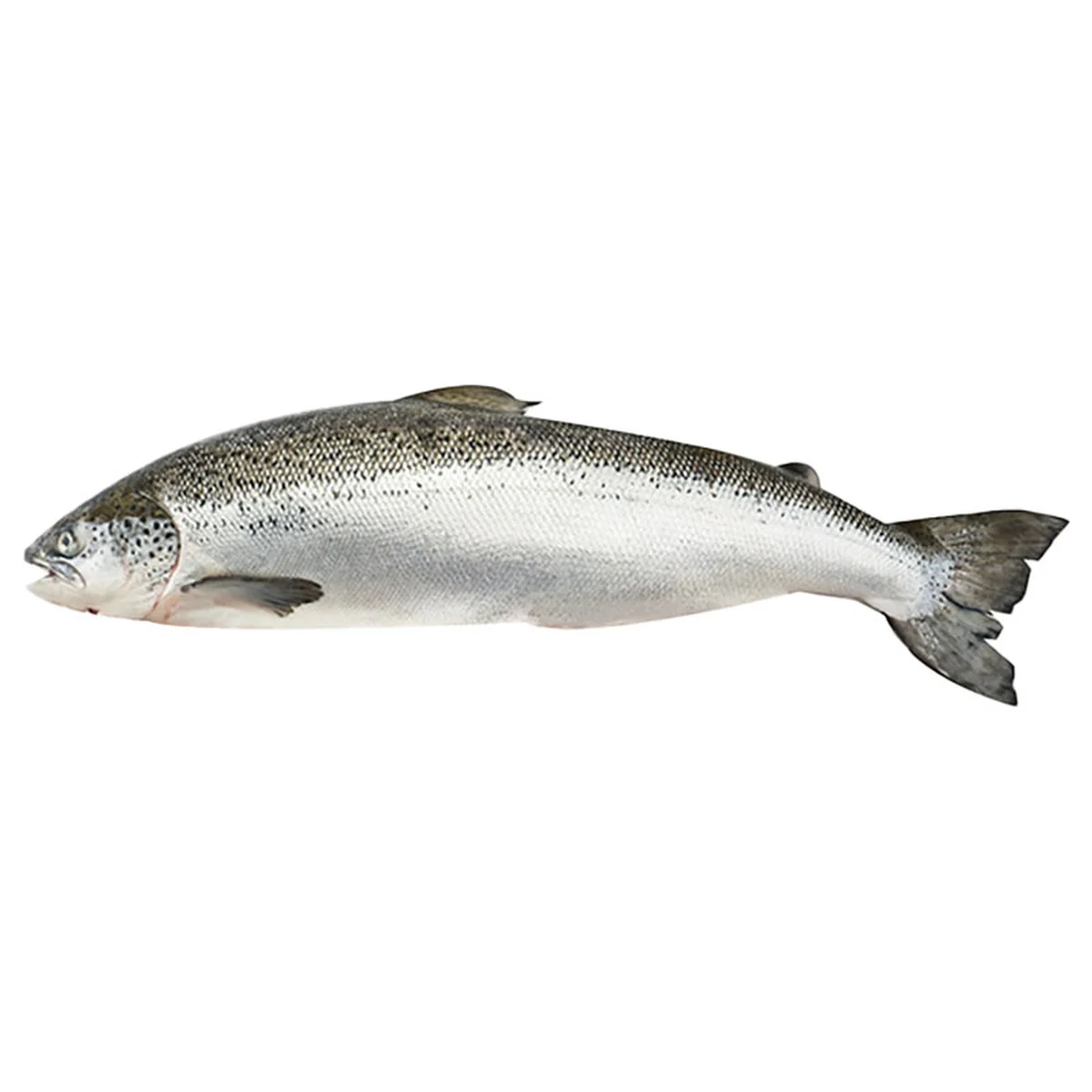 Fresh Norwegian Salmon (5-6 kg/pcs)