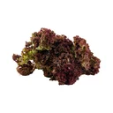 Thumbnail 3 of Red Coral Lettuce Hydroponics pack 500 g