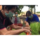 Thumbnail 2 of ชาใบข้าวเหนียวก่ำ ออร์แกนิค บ้านไร่ต้นฝัน Organic Black Sticky Rice Leaf Tea บรรจุซองฟอยด์ 100 กรัม