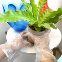 Thumbnail 4 of โพลี-ไบรท์ ถุงมือพลาสติก HDPE บรรจุ 100 ชิ้น/ซอง x 3 ซอง