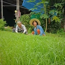 Thumbnail 2 of ชาใบข้าว หอมมะลิ ออร์แกนิค บรรจุซองฟอยด์ 100 กรัม Organic Rice Leaf Tea