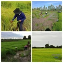 Thumbnail 5 of ข้าว SET B 1 KG. 15 ก้อน คละชนิดข้าวได้