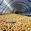 Thumbnail 3 of LZA เมล็ดกาแฟคั่วกลาง อาราบิก้าดอยช้า กลิ่นหอมคาราเมล ขนาด 250 กรัม