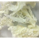 Thumbnail 1 of SENTO GYORUI KANEKU Salted White Tosaka Seaweed - Shiro Tosaka Nori Natural Algae (Made in Japan) 500g x 3 packs