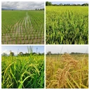 Thumbnail 3 of ข้าวอินทรีย์ ตราข้าวคุณนาย หอมญี่ปุ่น SET B