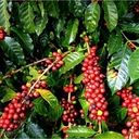 Thumbnail 2 of LZA เมล็ดกาแฟคั่วกลาง อาราบิก้าดอยช้า กลิ่นหอมวานิลา ขนาด 250 กรัม