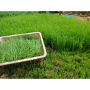 Thumbnail 3 of ชาใบข้าวเหนียวก่ำ ออร์แกนิค บ้านไร่ต้นฝัน Organic Black Sticky Rice Leaf Tea บรรจุซองฟอยด์ 100 กรัม