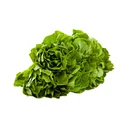 Thumbnail 3 of ผักสลัดบัตเตอร์เฮด ไฮโดรโปนิกส์ แพ็ค 500 ก.