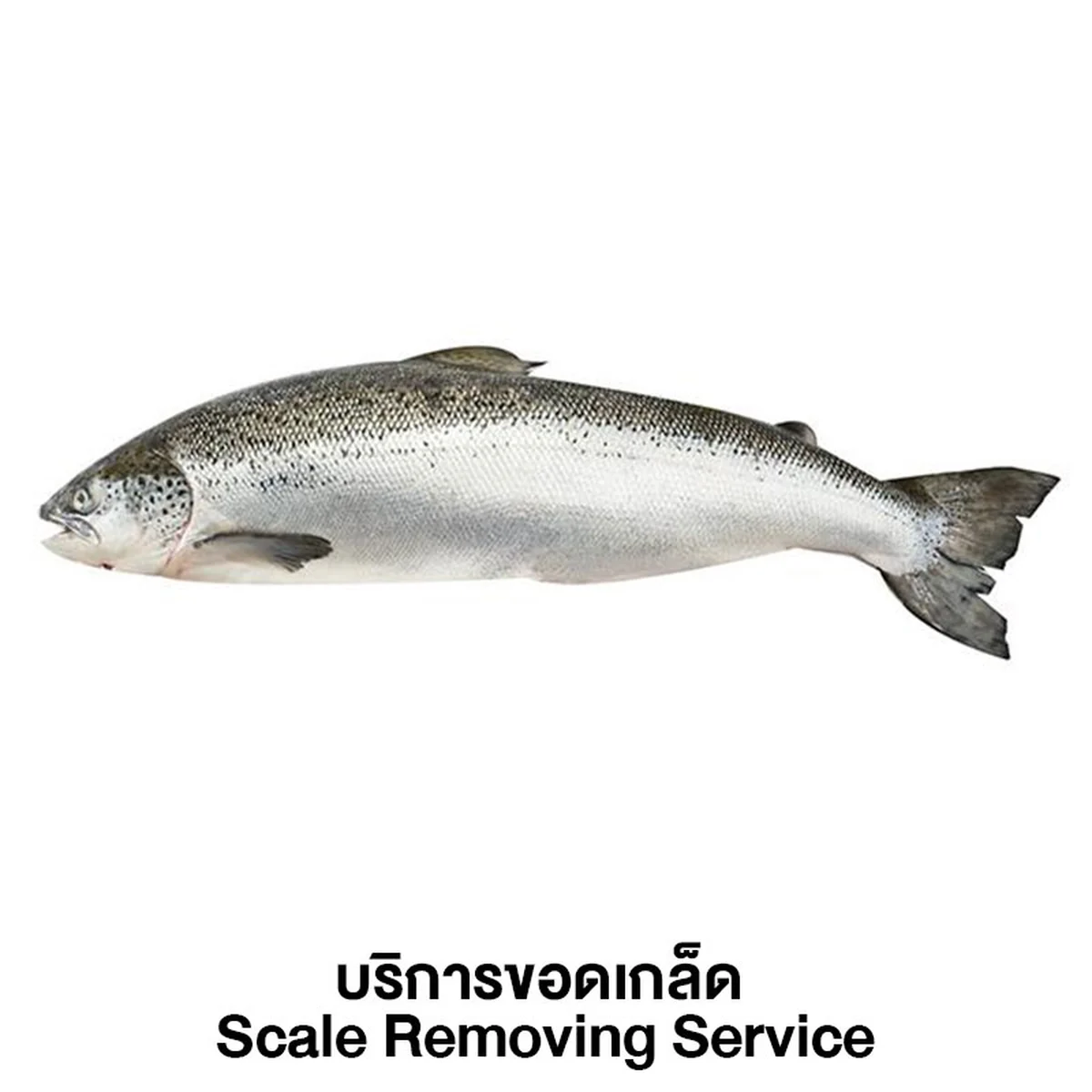 Fresh Norwegian Salmon Scale Removing Service 1 pc (approx. 5-6 kg/pc)