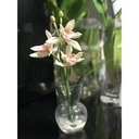 Thumbnail 3 of แจกันดอกไม้ แจกันแก้วขนาดเล็ก V-1000-4