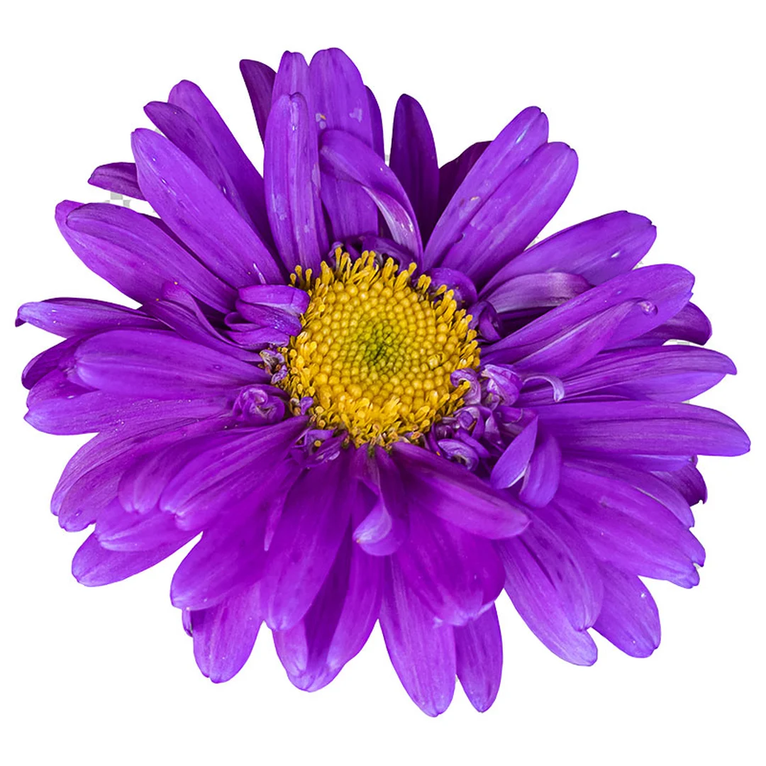 product-main-image