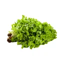 Thumbnail 2 of Green Oak Lettuce Hydroponics pack 500 g