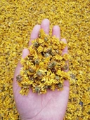 Thumbnail 2 of ดอกเก๊กฮวยเหลือง (ป่า) อบแห้ง เกรด Organic 70g.