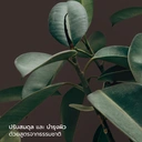 Thumbnail 3 of คอมมอนกราวด์ โฟมล้างมือ สูตรธรรมชาติ กลิ่นฮีลลิ่งทีทรีและสารสกัดอะโวคาโด 350 มล. x12 ขวด