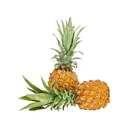 Thumbnail 2 of สับปะรดภูแล 1 แพ็ค