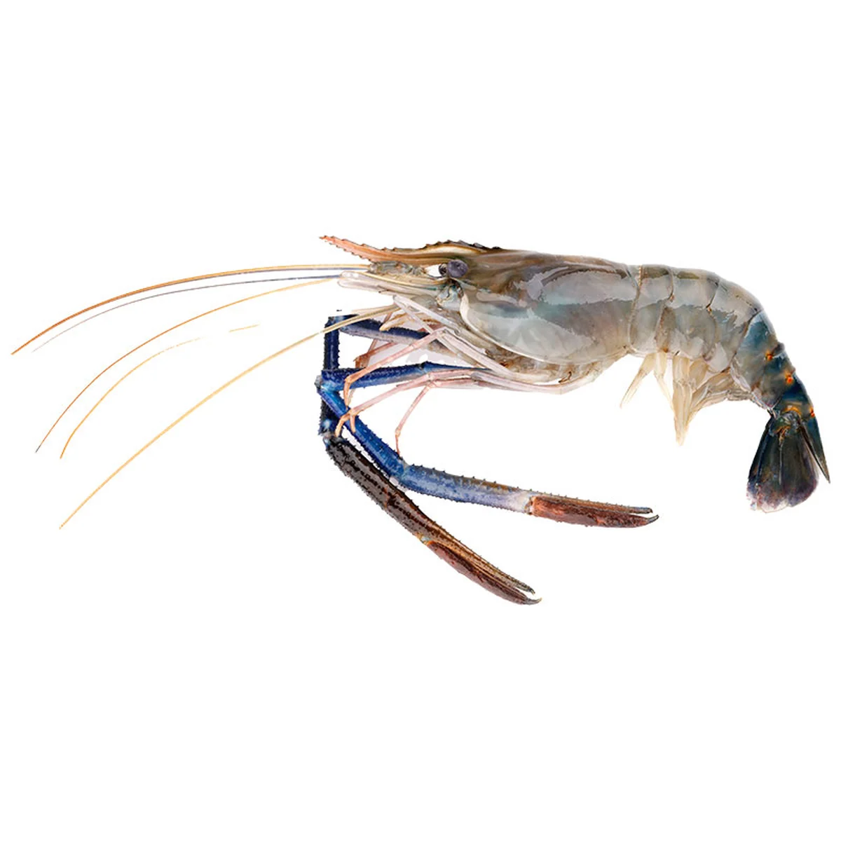 กุ้งแม่น้ํา 1 กก. (3-4ตัว/กก.)