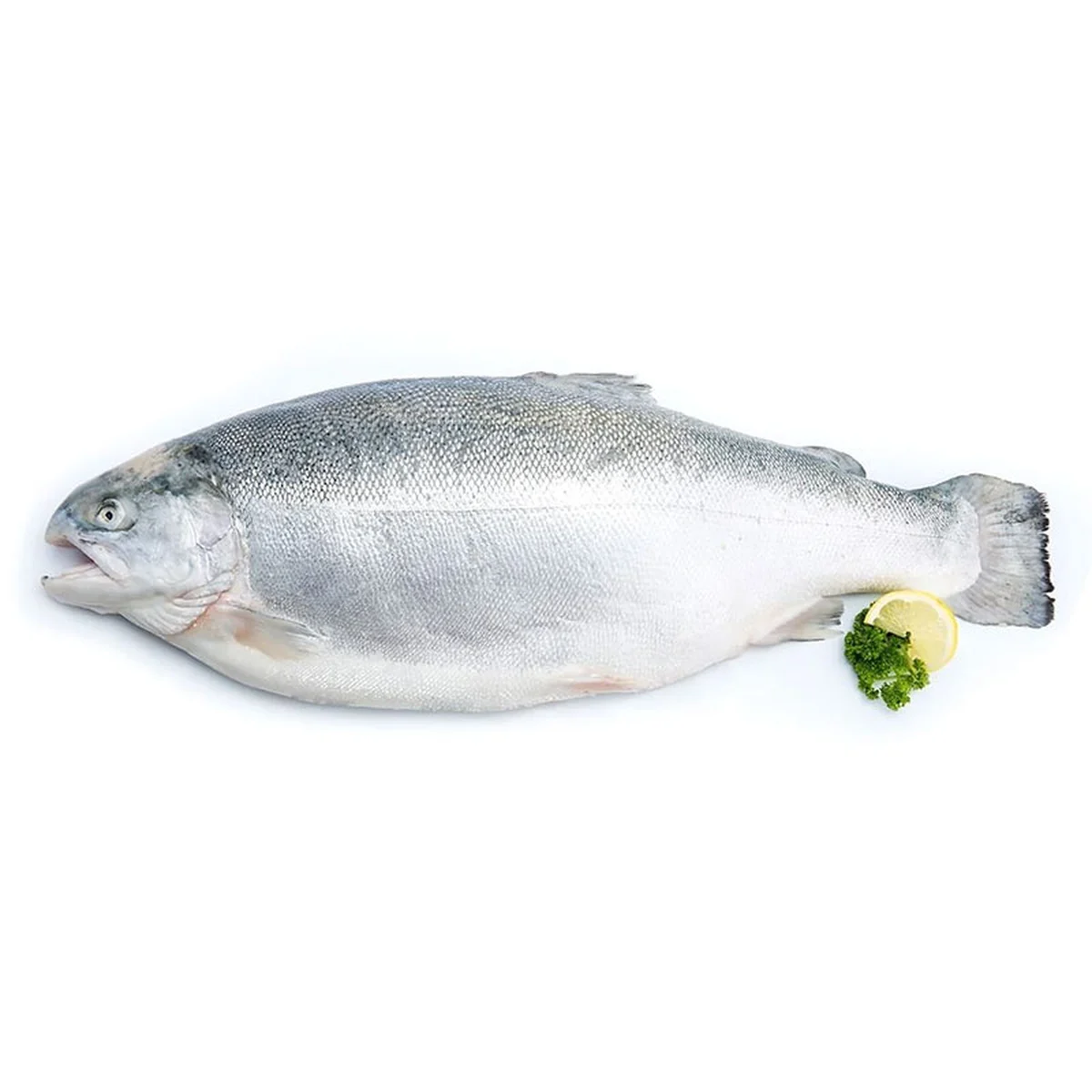 Fresh Fjord Trout 1 pc (4-5 kg/pc)