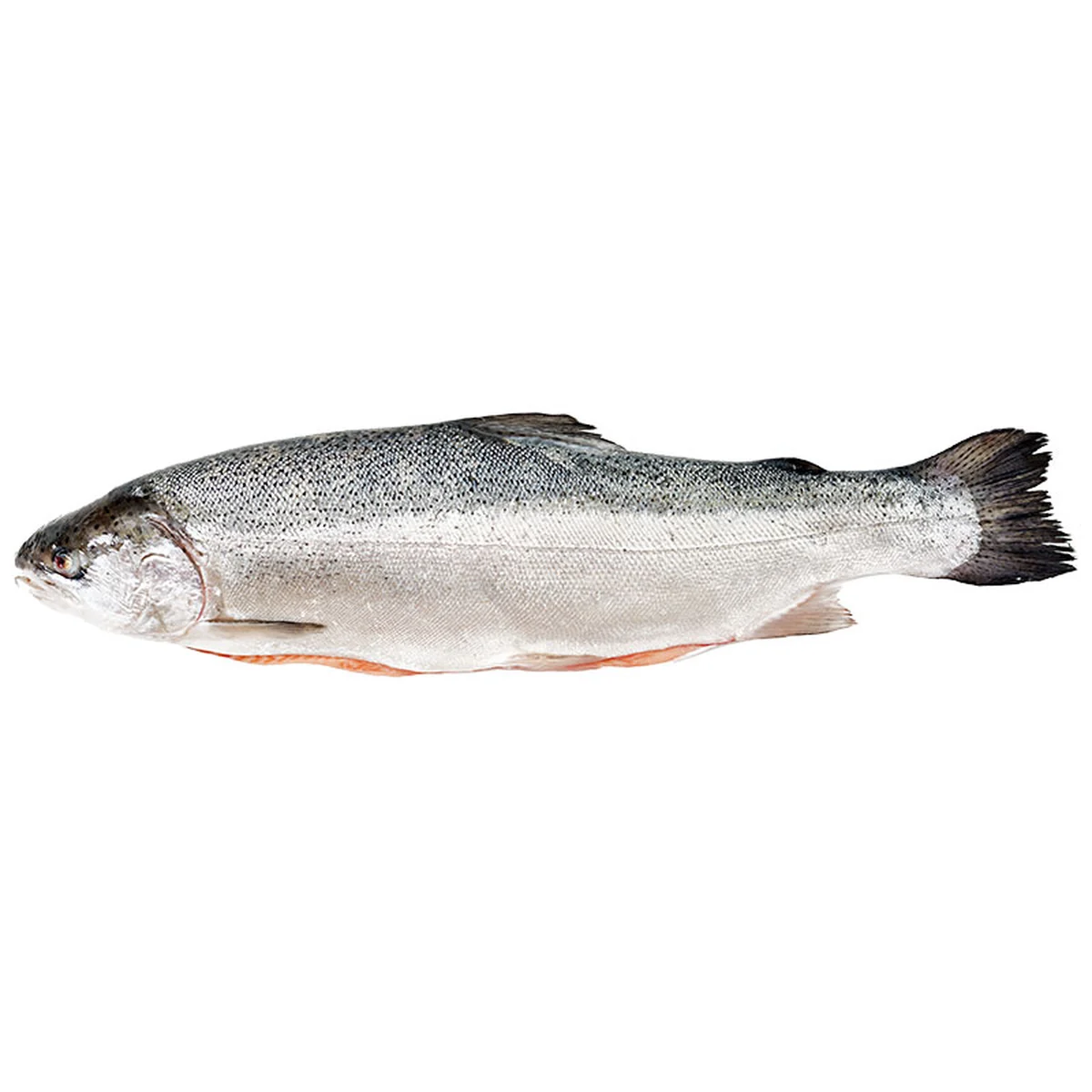 Fresh Tasmanian Salmon 4-5 kg/pc