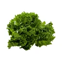 Thumbnail 3 of ผักสลัดฟริลเล่ซ์ ไฮโดรโปนิกส์ แพ็ค 500 ก.