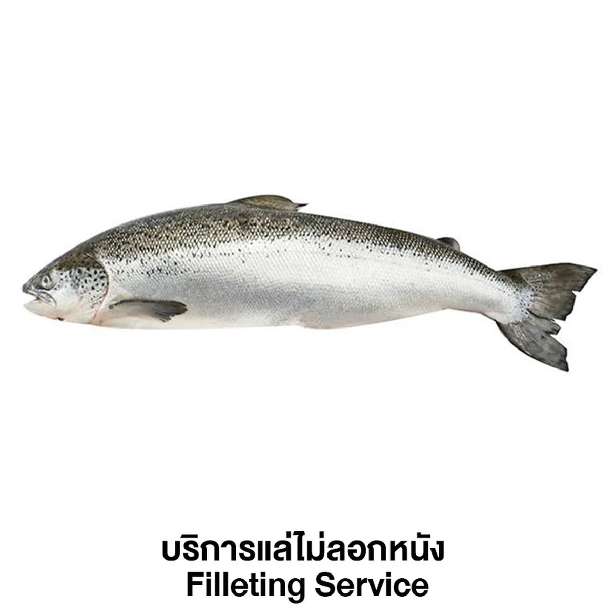 Fresh Norwegian Salmon Filleting Service 1 pc (approx. 5-6 kg/pc)
