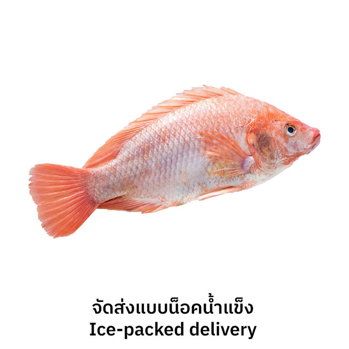 Live Red Tilapia 700 g/pc (Ice-packed delivery)