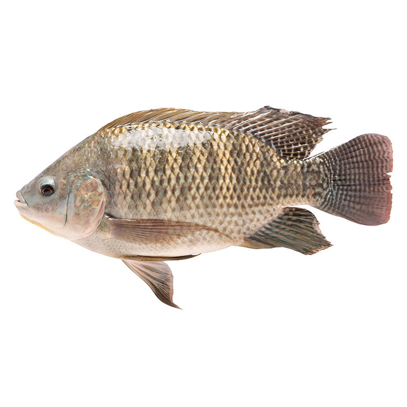 Tilapia Size S 250- 400 g Cut per kg